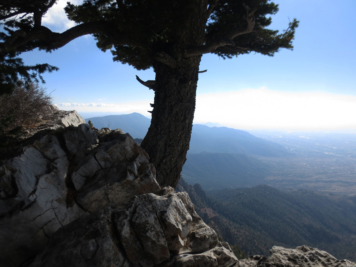 Tree growing in rock by Susan Fluegel